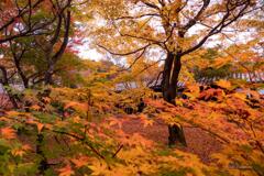 京都に行ってきた（1St　京都紅葉）