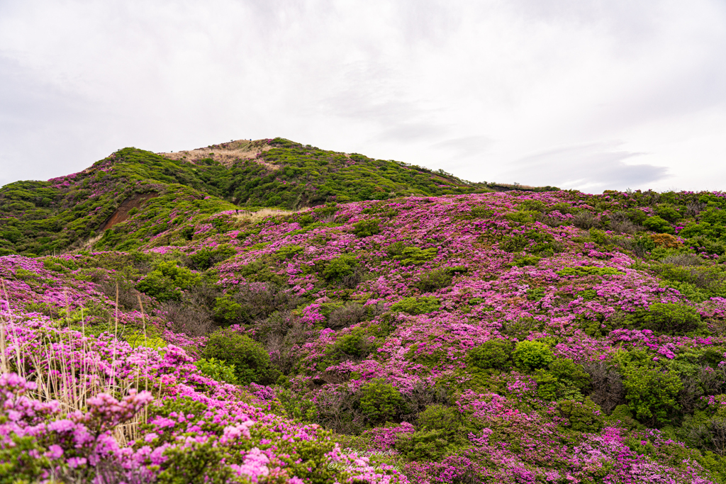 烏帽子岳に乱咲くミヤマキリシマ