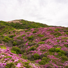 烏帽子岳に乱咲くミヤマキリシマ