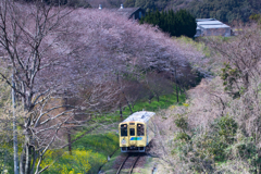 ちょっと早かった。お気に入りの場所ですが・・・