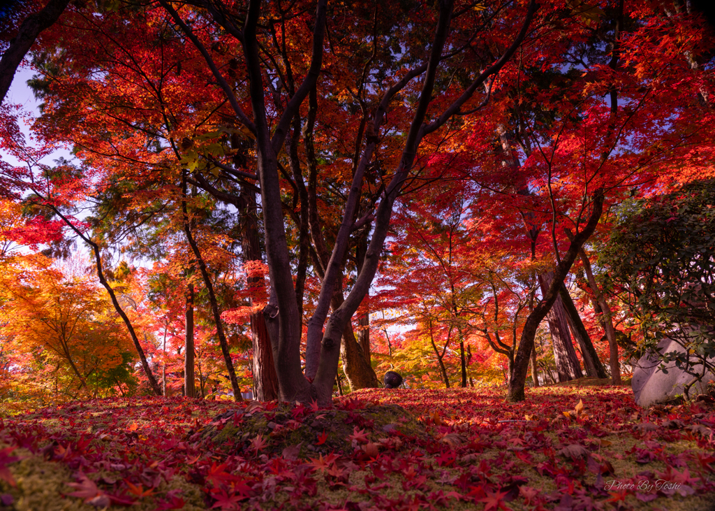 京都に行ってきた（1St　京都紅葉）