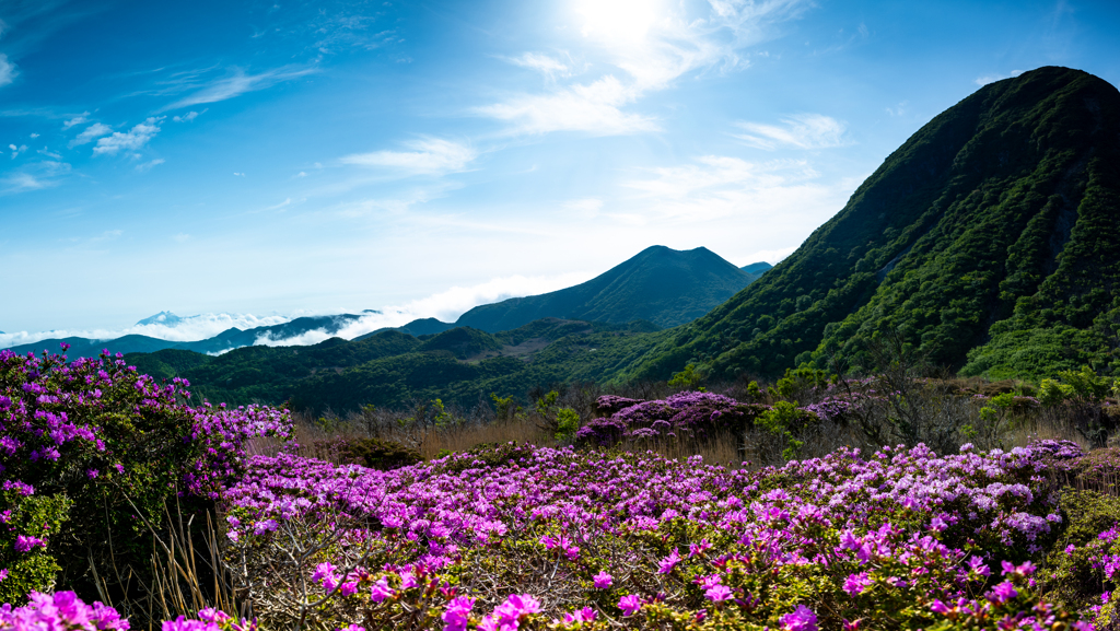 くじゅう連山　ミヤマキリシマを堪能する