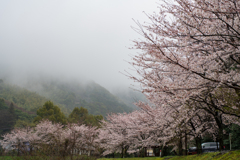 雨に煙る桜並木