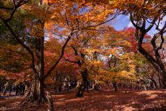 京都に行ってきた（1St　京都紅葉）