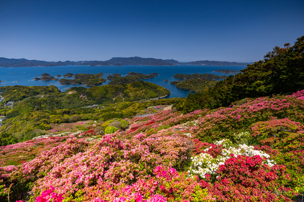 長崎県佐世保市　長串山公園　ツツジ