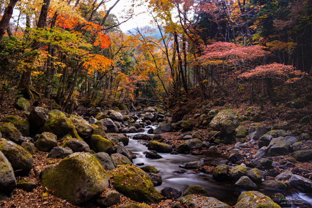 大船林道を歩む