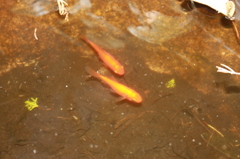 金魚