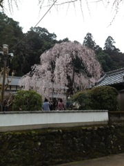 枝垂れ桜