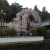 枝垂れ桜