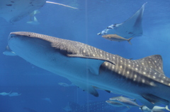 ちゅら海水族館