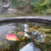 紅舟