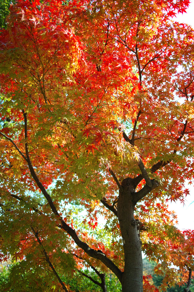 大阪城公園