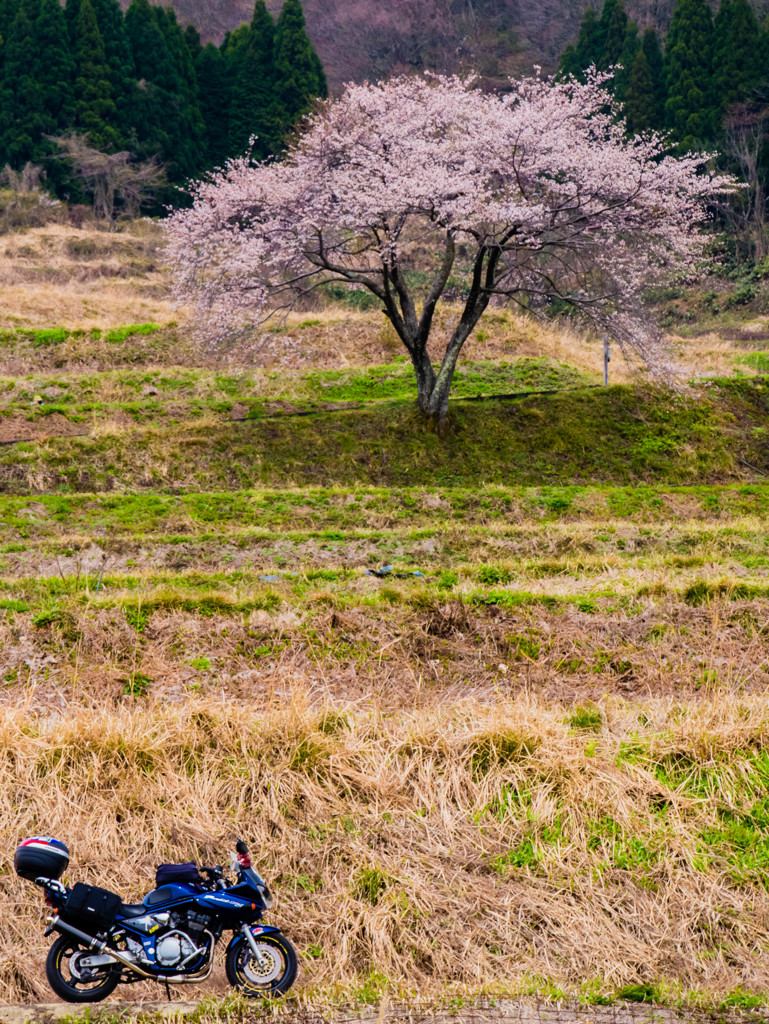 桜の傘