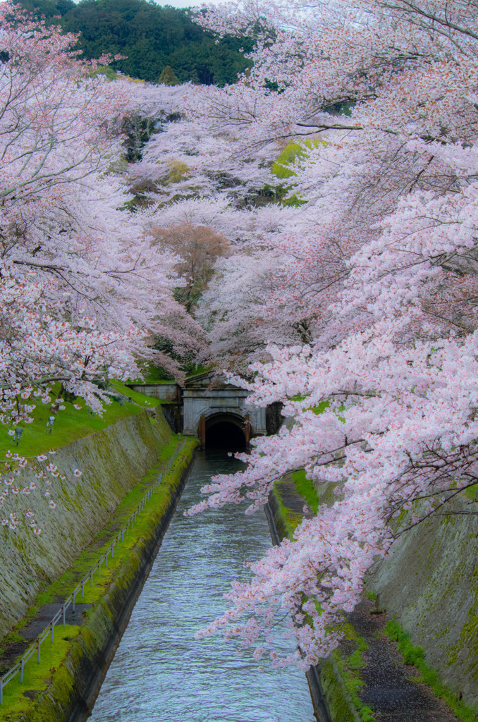 山越えても桜
