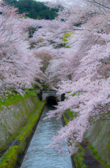 山越えても桜