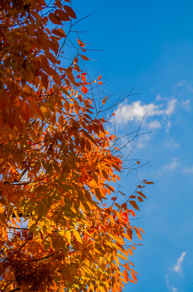秋の紅と青い空