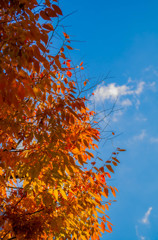 秋の紅と青い空