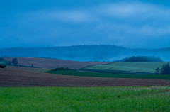 朝靄の丘