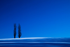 朝の雪原