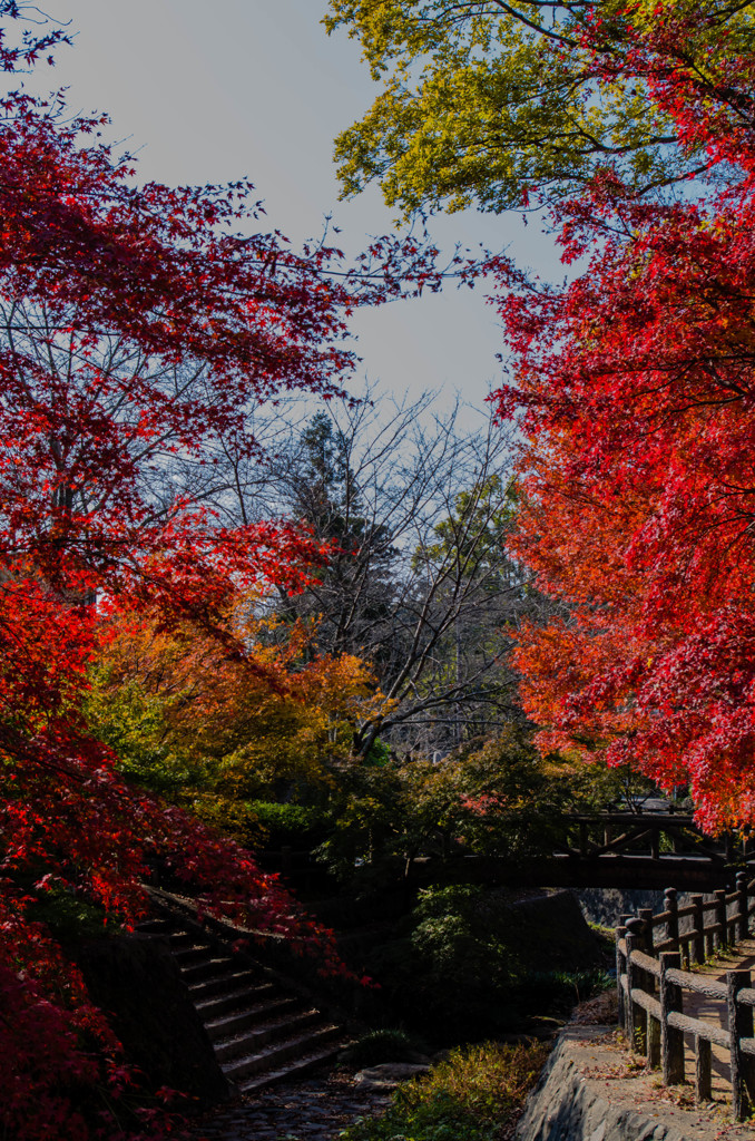 根来寺　紅葉