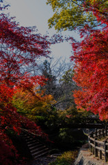 根来寺　紅葉