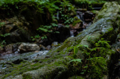 苔むす岩