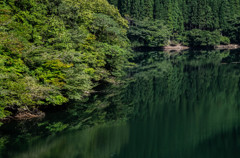 緑の水面