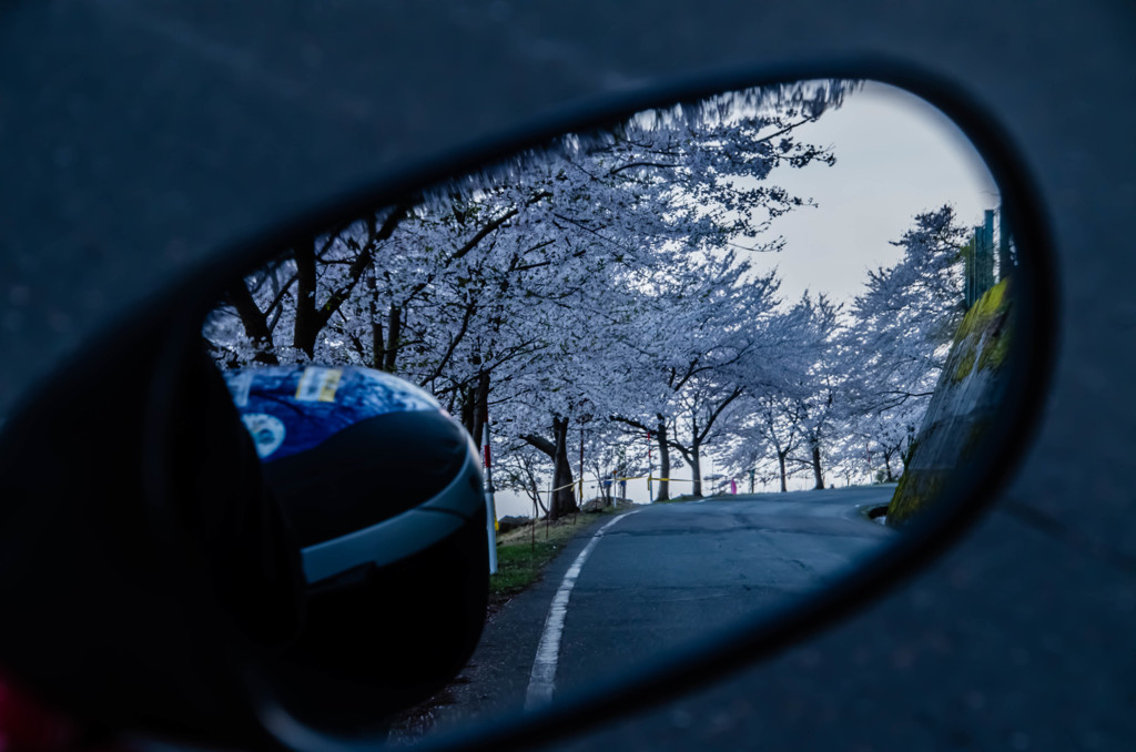 桜のトンネル