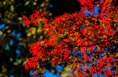 紅を抜き出して