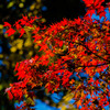 紅を抜き出して