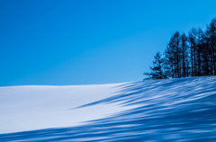 空　雪　木　影