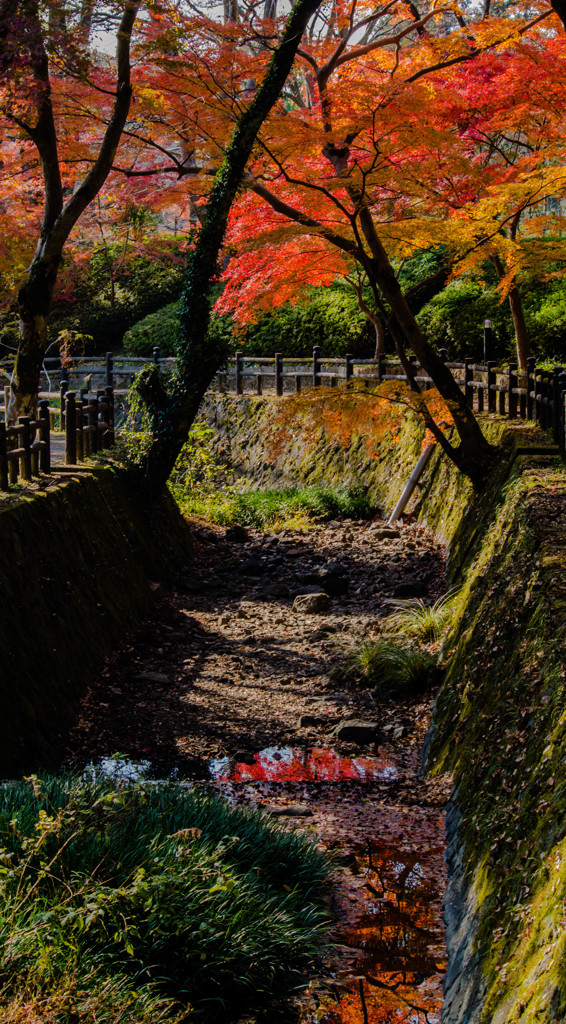 水たまりの中の秋