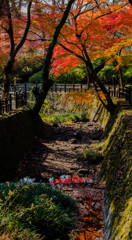 水たまりの中の秋