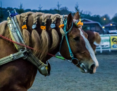 オシャレさん