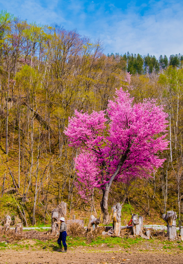 桜の木の下で