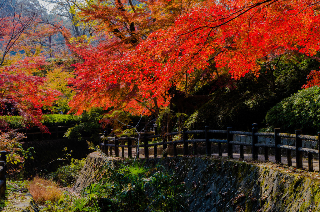 秋色トンネル