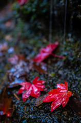 濡れ紅葉