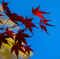 紅　蒼