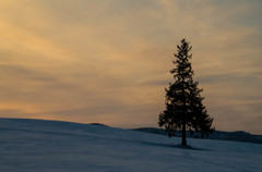 夕焼けのクリスマスツリー