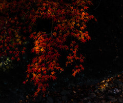 紅葉川