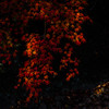 紅葉川