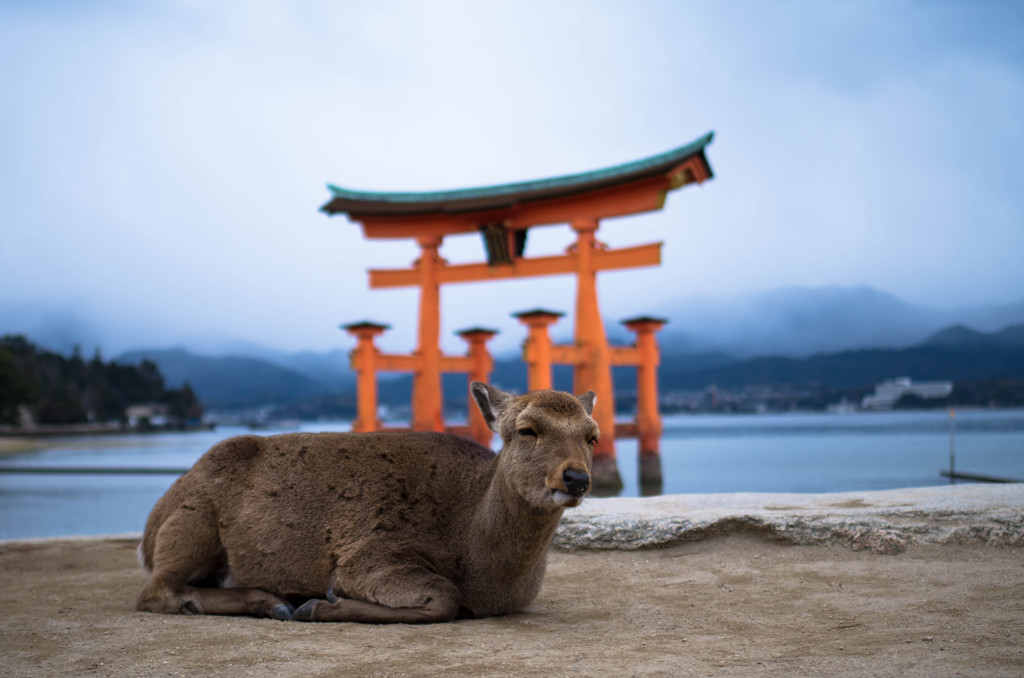 神使もウトウト