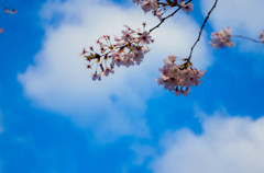 散る桜　残る桜も　また桜