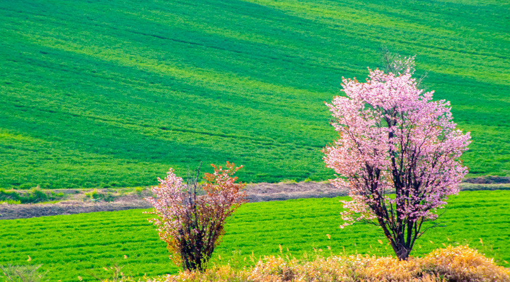 丘に咲く桜