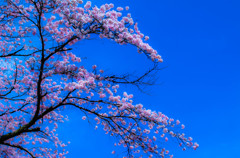 空に描かれた桜