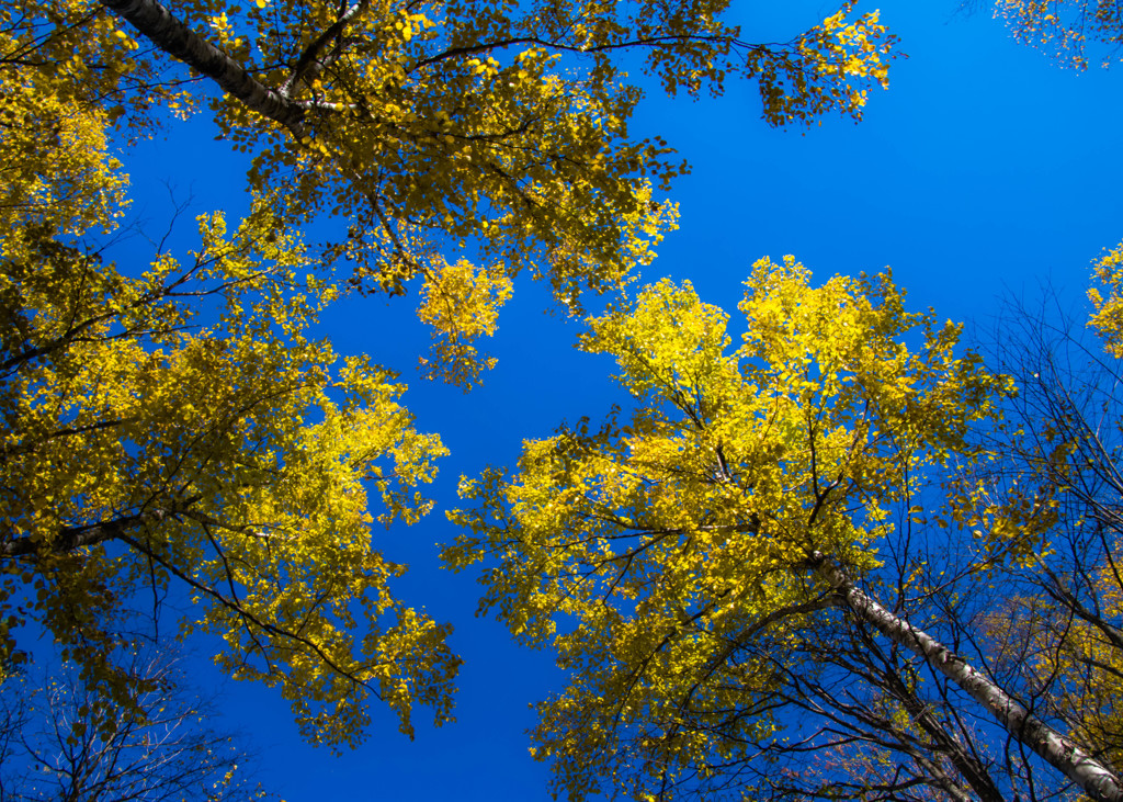 Yellow & Blue