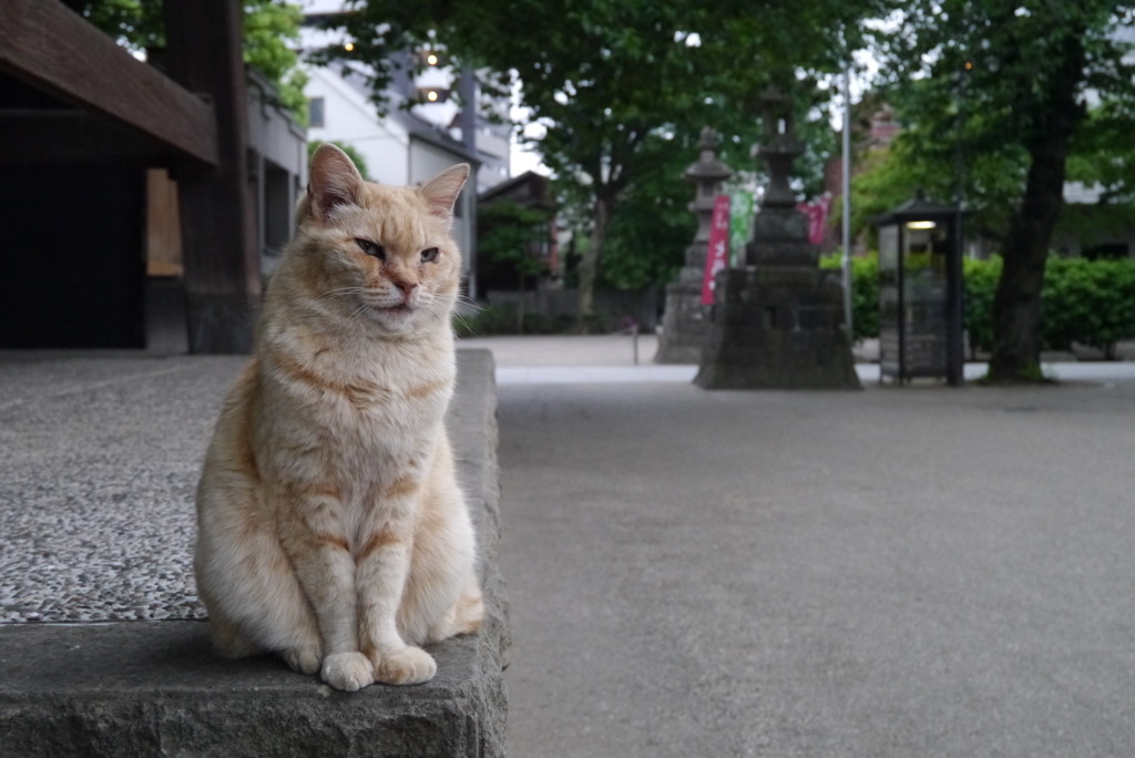 お寺のノラ