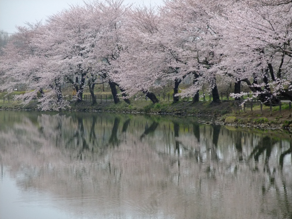 公園の桜