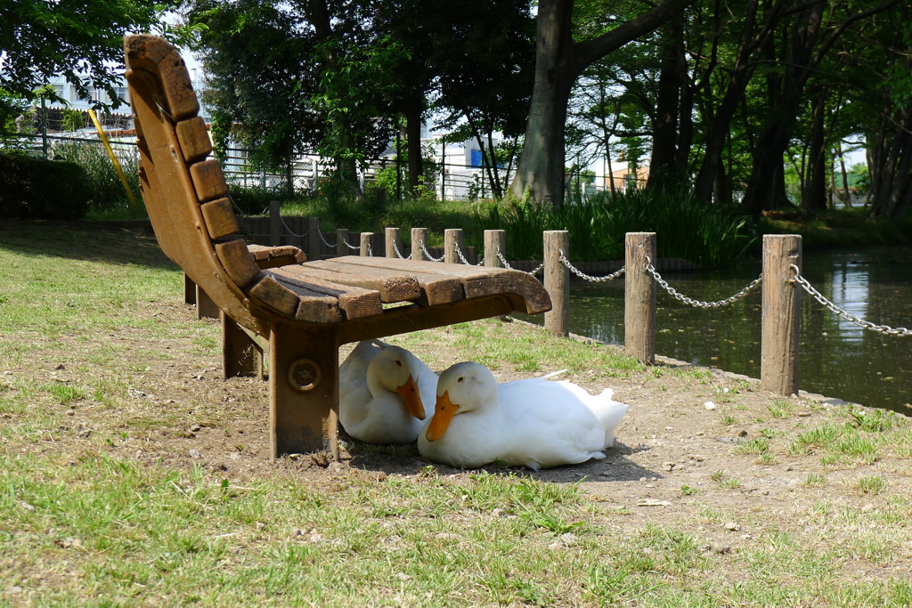 日陰でお昼寝