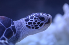 ウミガメ２